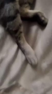 Лежебокам посвящается: сегодня отмечается день лентяя