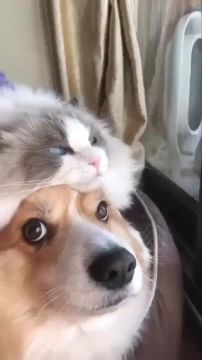 Шапка должна быть теплой и мягкой!