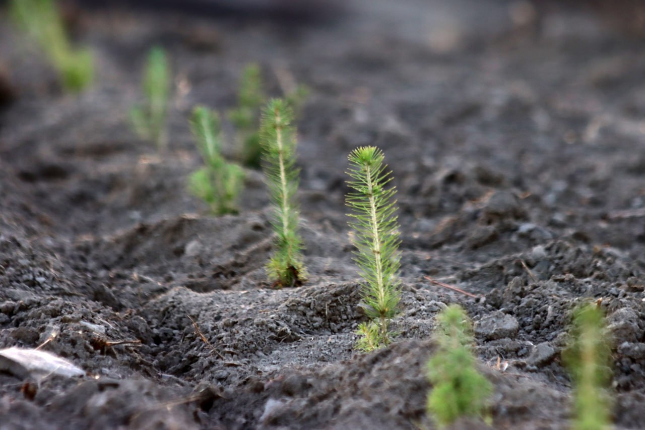 В ДНР завершается масштабная работа по высадке новых лесов в рамках нацпроекта «Экологическое благополучие»