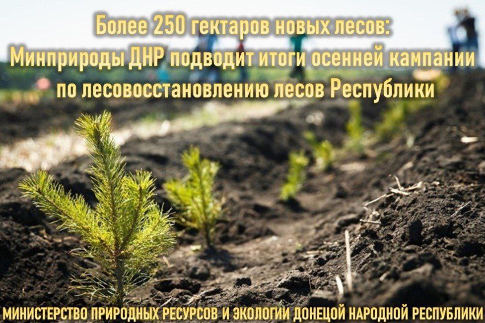 Более 250 гектаров новых лесов: Минприроды ДНР подводит итоги осенней кампании по лесовосстановлению