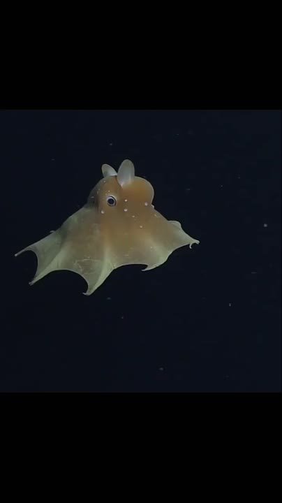 Спокойной ночи, Мариуполь!