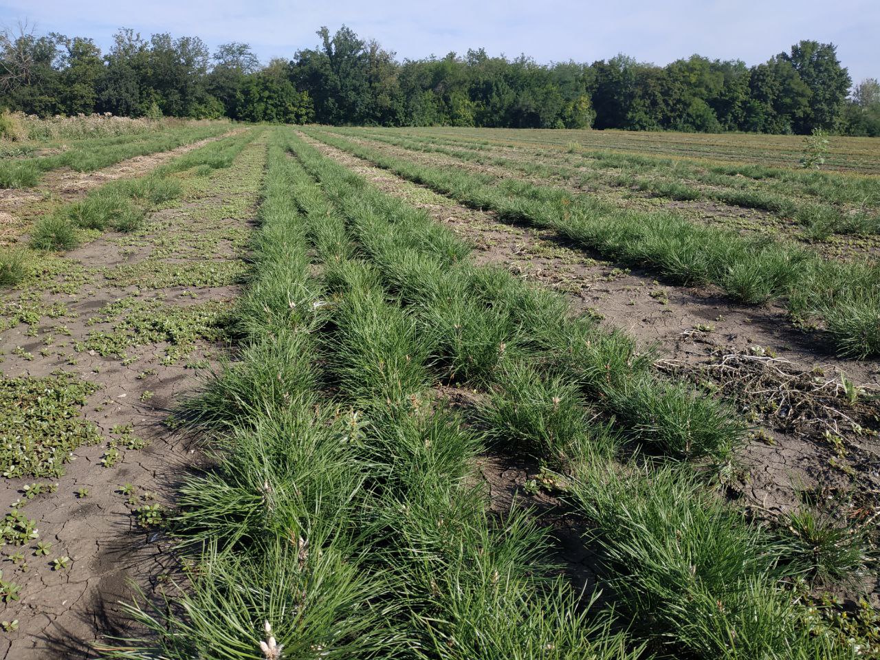 В Республике завершается масштабная работа по лесовосстановлению в рамках нацпроекта «Экологическое благополучие»
