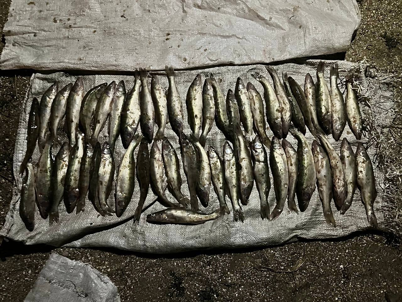 За вылов рыбы в нацпарке «Меотида» житель Новоазовска может сесть на 5 лет