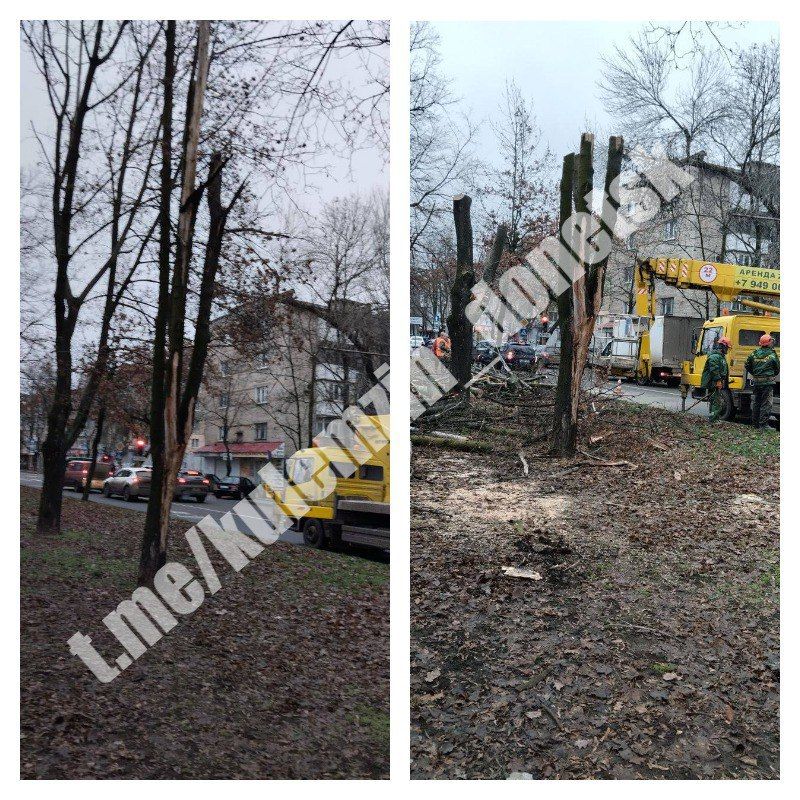 Сегодня сотрудники коммунального предприятия «Зелёное строительство» убрали и вывезли опавшую листву, ветки, также выполнили валку и распил деревьев Сегодня сотрудники коммунального предприятия «Зелёное строительство» убрали и вывезли опавшую листву, ветки, также выполнили валку и распил деревьев