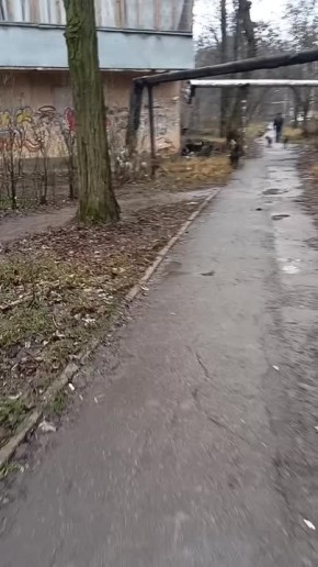 Десятки бродячих псов атаковали Кировский район Донецка