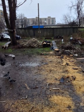 Денис Зубов: В администрацию городского округа Иловайск поступали обращения от жителей дома номер 2 по переулку Кимова просьбой устранить аварийное дерево