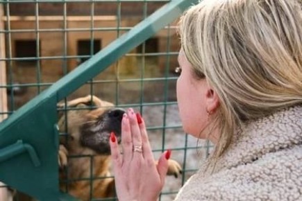 В Донецке за год нашли временный приют более 5 тысяч бездомных собак