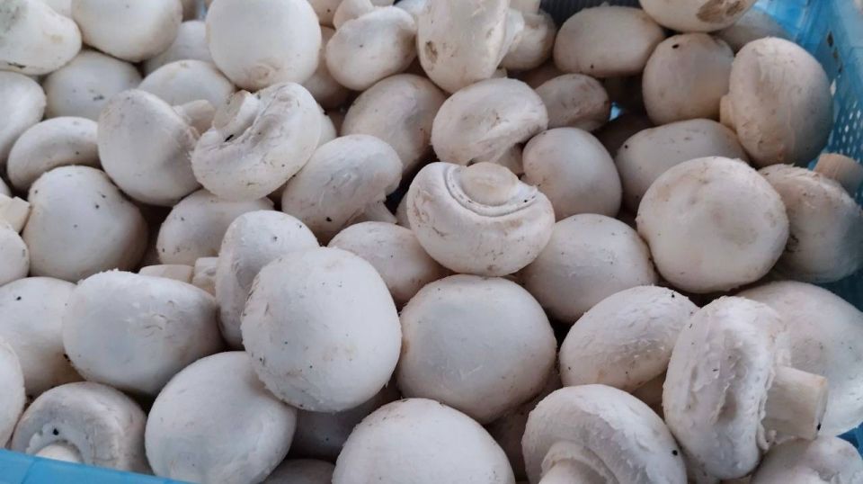 ������������ ������� � ������ ���������