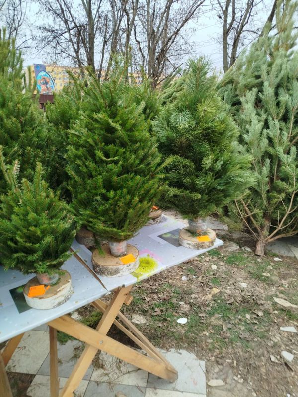 Ёлочные базары уже на улицах Мариуполя Ёлочные базары уже на улицах Мариуполя