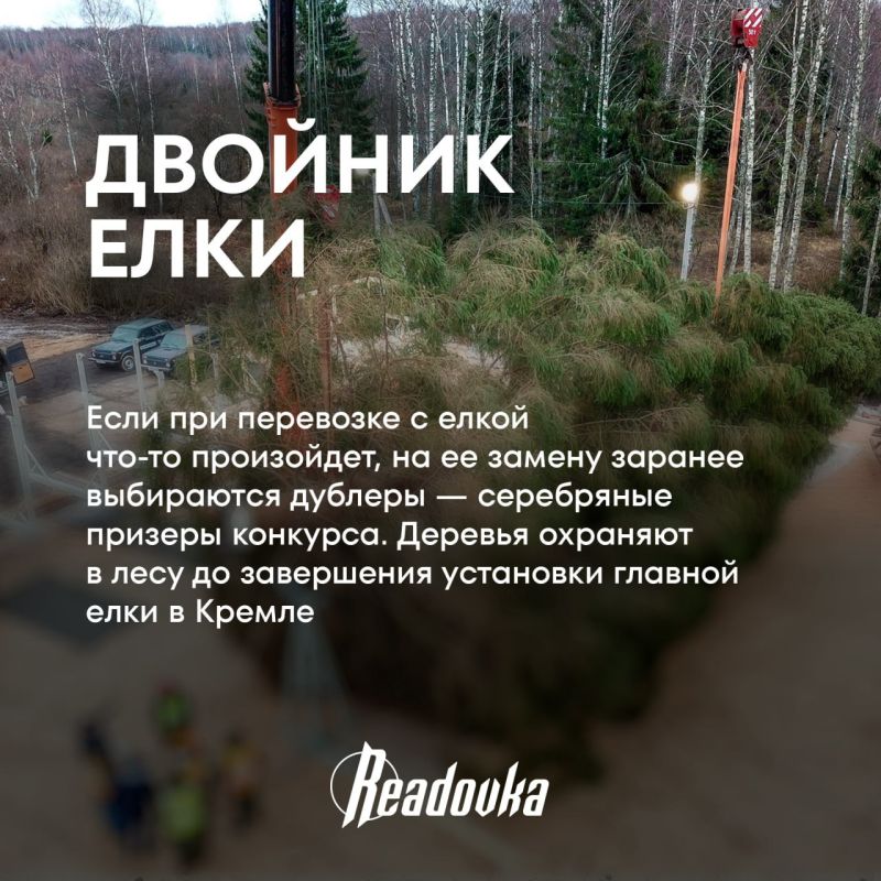 Главная елка России — как выбирают новогоднюю красавицу страны Главная елка России — как выбирают новогоднюю красавицу страны