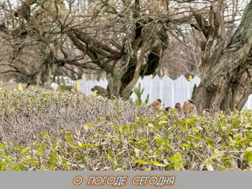 Александр Шатов: 15 декабря в Республике облачно с прояснениями, ожидаются порывы ветра до 9 метров в секунду, возможен снег, на дорогах гололедица
