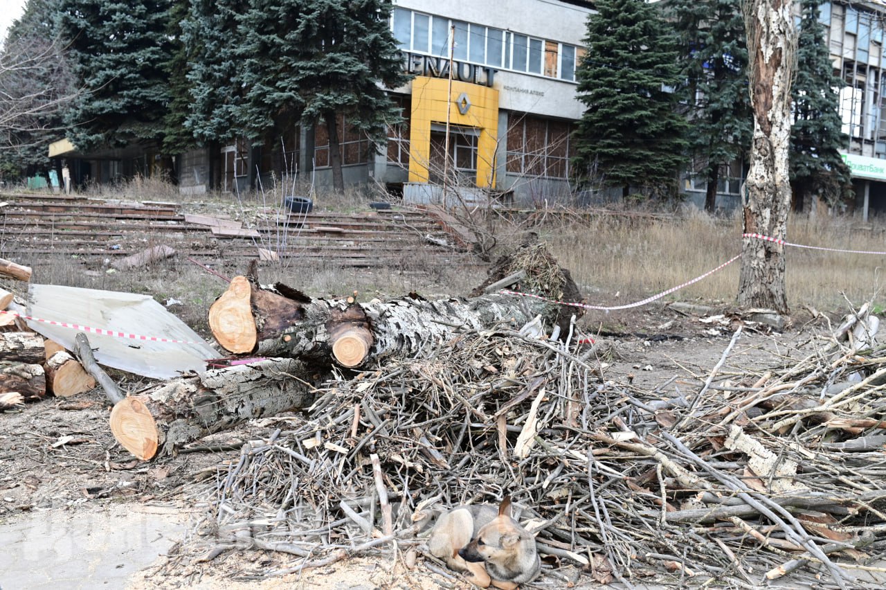 Упало рядом с остановкой: рухнувшее дерево на Полиграфической распилили, но еще не убрали Упало рядом с остановкой: рухнувшее дерево на Полиграфической распилили, но еще не убрали