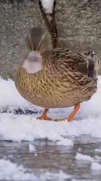 ��������� ����, ���������!