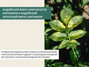 Андийский вирус крапчатости картофеля — потенциально опасный патоген, который может вызывать негативные эффекты, влияющие на урожайность и качество картофеля