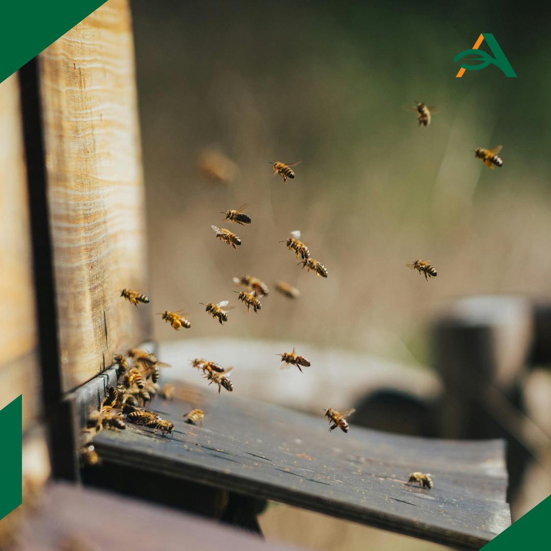 Президент РФ подписал закон об экстренном оповещении пчеловодов о пестицидах