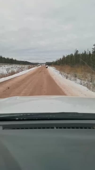 Привет, косолапый: обычный день, когда едешь на работу в России