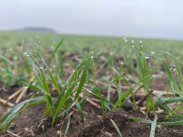 � ��� ������ ����� 90% ������� ������ �������