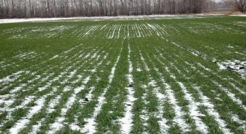 ����� �� �����������. ���� �������� ����� ������ ����