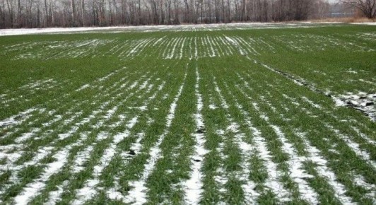 ����� �� �����������. ���� �������� ����� ������ ����