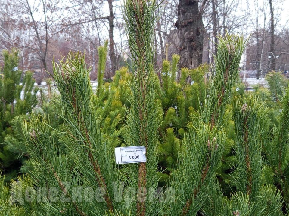 Новогодние деревья на любой вкус и кошелек: в Донецке заработали ёлочные базары Новогодние деревья на любой вкус и кошелек: в Донецке заработали ёлочные базары