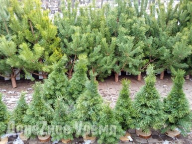 ���������� ������� �� ����� ���� � �������: � ������� ���������� ������� ������