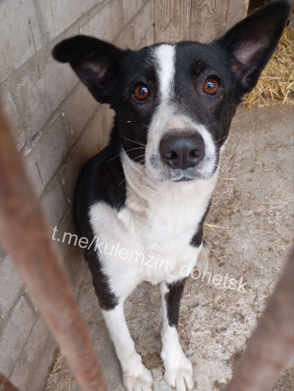 Алексей Кулемзин: Специалисты предприятия «Животные в городе» продолжают активную работу по спасению бездомных животных Алексей Кулемзин: Специалисты предприятия «Животные в городе» продолжают активную работу по спасению бездомных животных