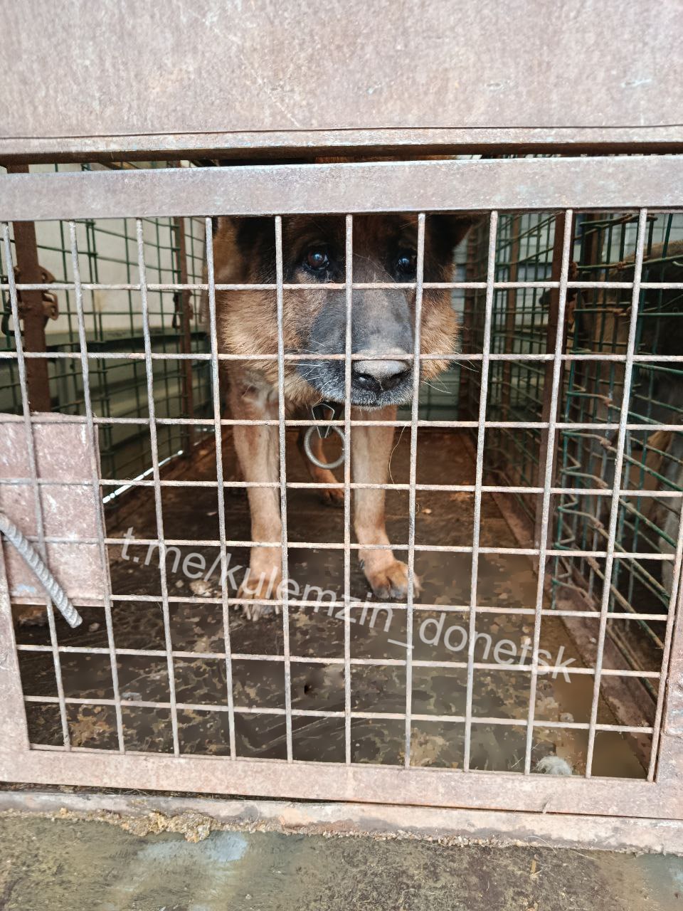 Алексей Кулемзин: Специалисты предприятия «Животные в городе» продолжают активную работу по спасению бездомных животных Алексей Кулемзин: Специалисты предприятия «Животные в городе» продолжают активную работу по спасению бездомных животных