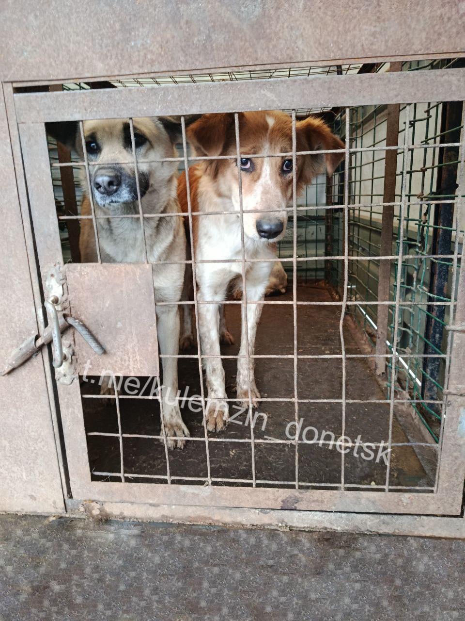 Алексей Кулемзин: Специалисты предприятия «Животные в городе» продолжают активную работу по спасению бездомных животных