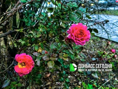 Прогноз погоды в Донецке на сегодня, 19 декабря 2025 года