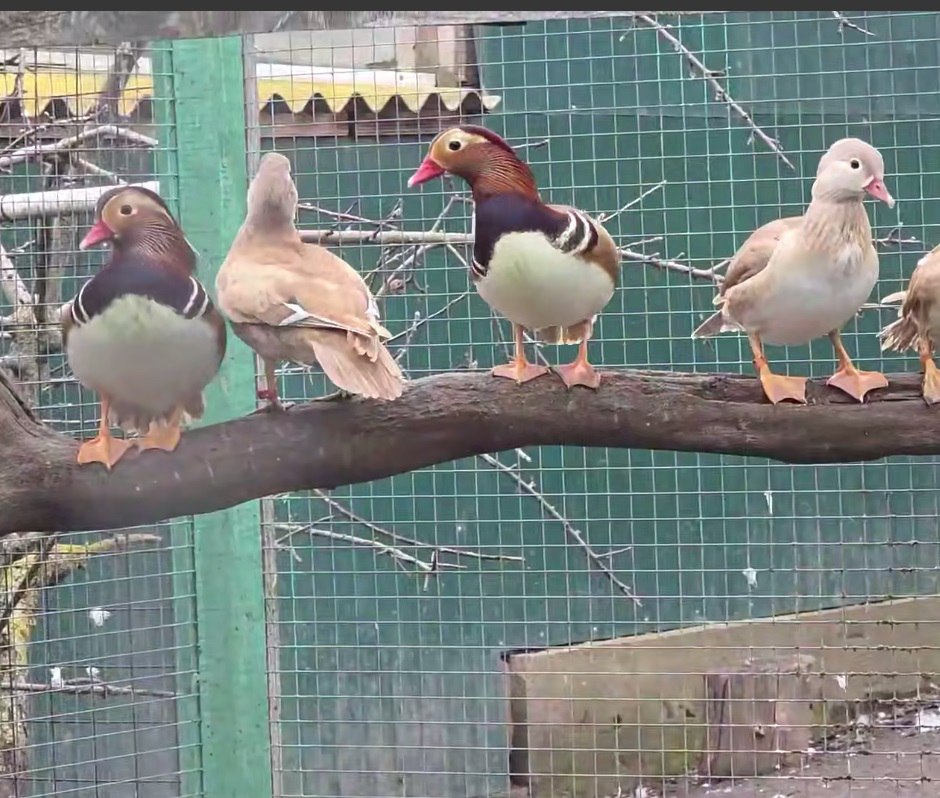 «Когда веселый щенок трется мокрым носом о щеку…» «Когда веселый щенок трется мокрым носом о щеку…»