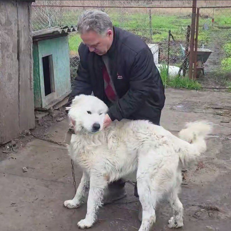 «Когда веселый щенок трется мокрым носом о щеку…» «Когда веселый щенок трется мокрым носом о щеку…»