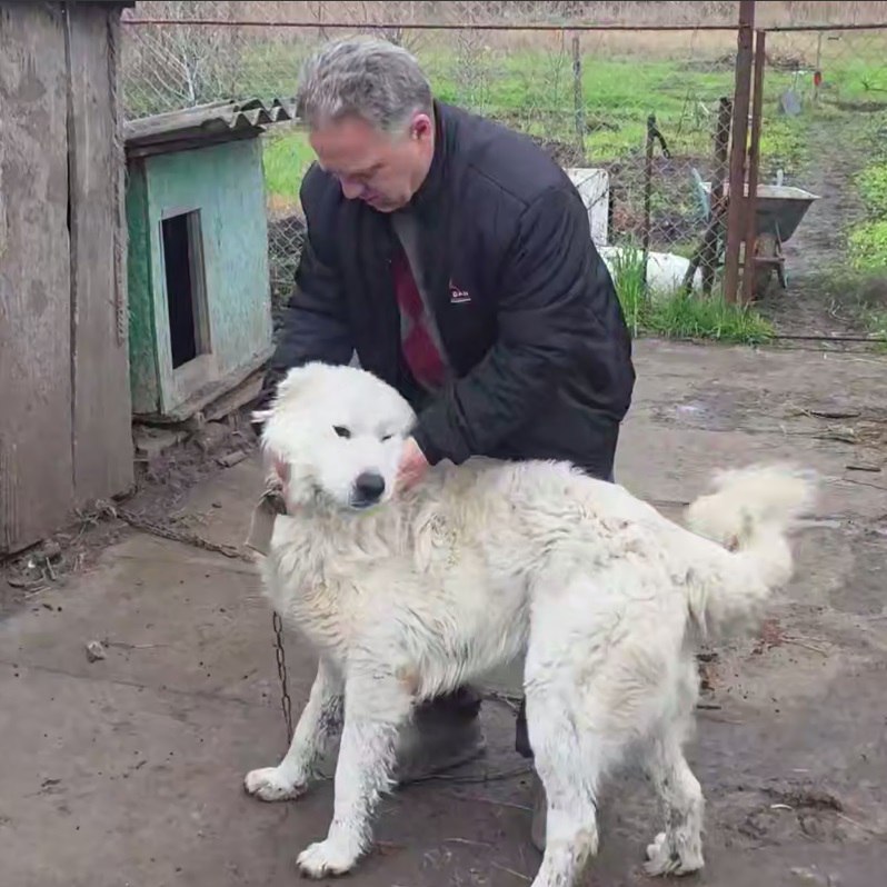 «Когда веселый щенок трется мокрым носом о щеку…» «Когда веселый щенок трется мокрым носом о щеку…»