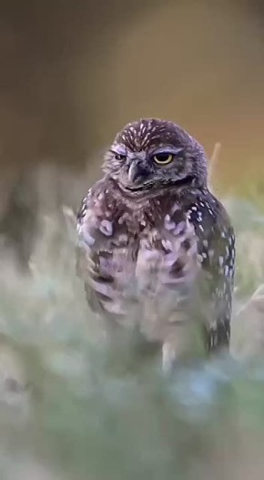 ��������� ����, ���������!