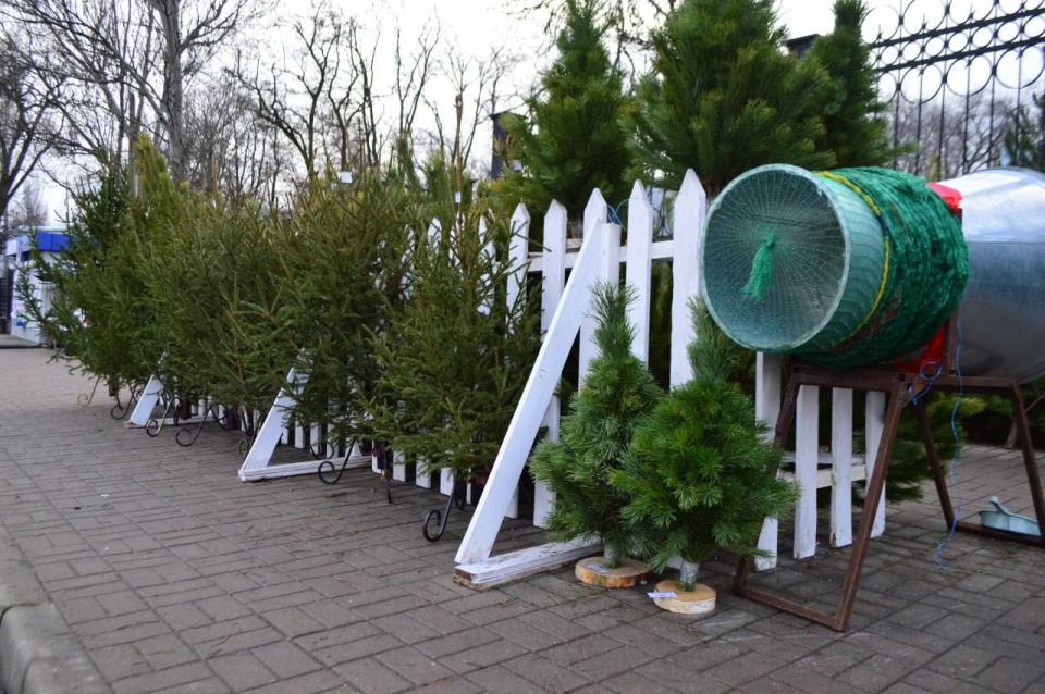 Корреспондент «КП Донецк» узнал, сколько в этом году стоят живые елки и украшения на них Корреспондент «КП Донецк» узнал, сколько в этом году стоят живые елки и украшения на них