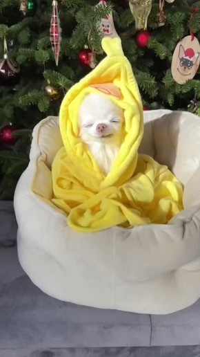 ��������� ����, ���������!