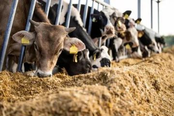 � ��� ���������� ���� ���������������� ����������� � ���������������� �����