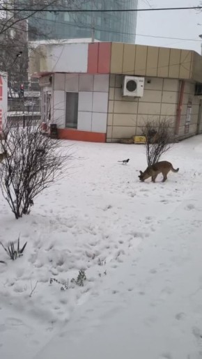 Донецкие сороки отбирают еду у бродячих собак