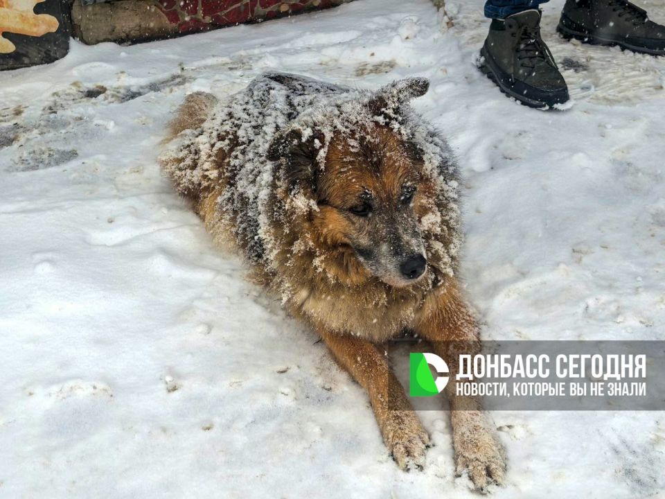 В Донецке продолжается предновогодняя сказка В Донецке продолжается предновогодняя сказка