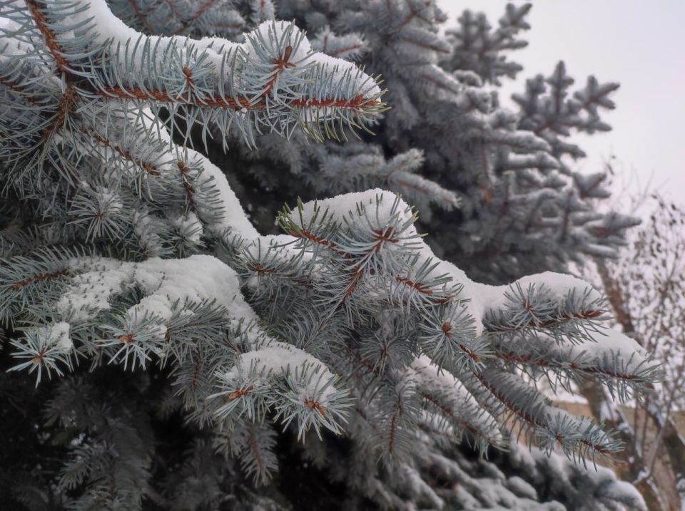 ��������� ������� ����������� � ���� ����