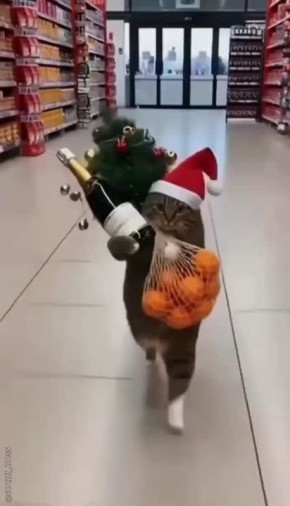 ���������?. �� � ���. ����