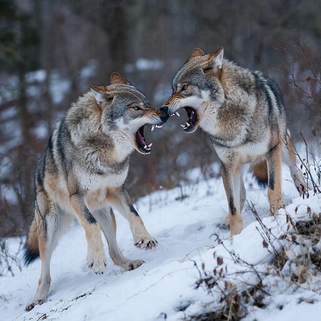 Пинчук: назначение Буданова* — попытка убить двух зайцев