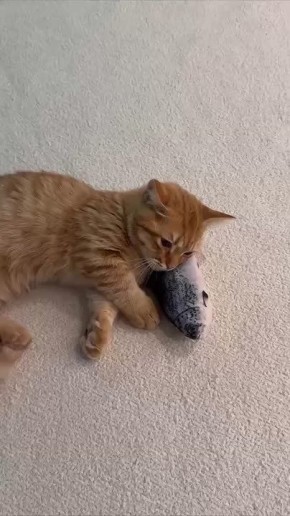 �����������, ���������:. ���������� �������� ���� ��� ����� � �����