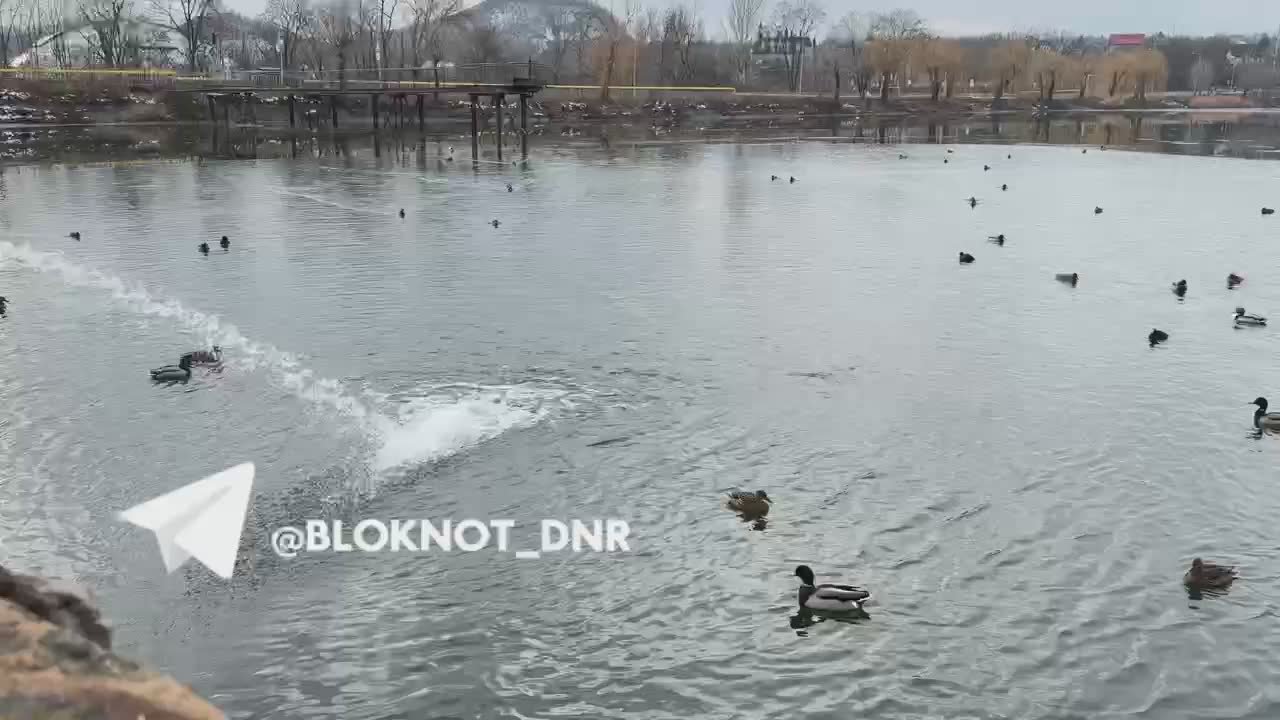 Просто уточки на втором городском ставке