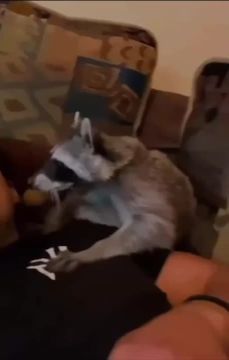 Милота дня от любвеобильного енота