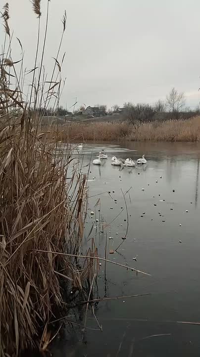 Лебедь примерз ко льду в поселке Каменск в Мариуполе