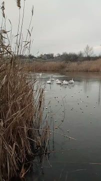 Лебедь примерз ко льду в поселке Каменск в Мариуполе