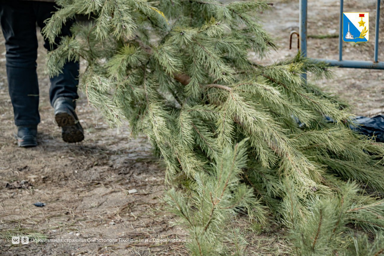 В Севастополе открыты 10 площадок для сдачи елок на переработку В Севастополе открыты 10 площадок для сдачи елок на переработку