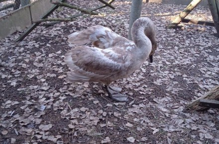 ���������� ��� �� ������������ ����� � ������� ������ ������-������