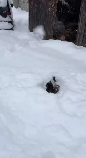 ��� �������� ���������� �����, ���������� � ������