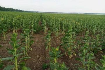 ������ �������� ����������� � ��� ���� � ������